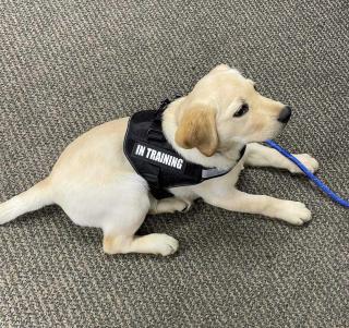 Lexi Wareham Police Comfort Dog 