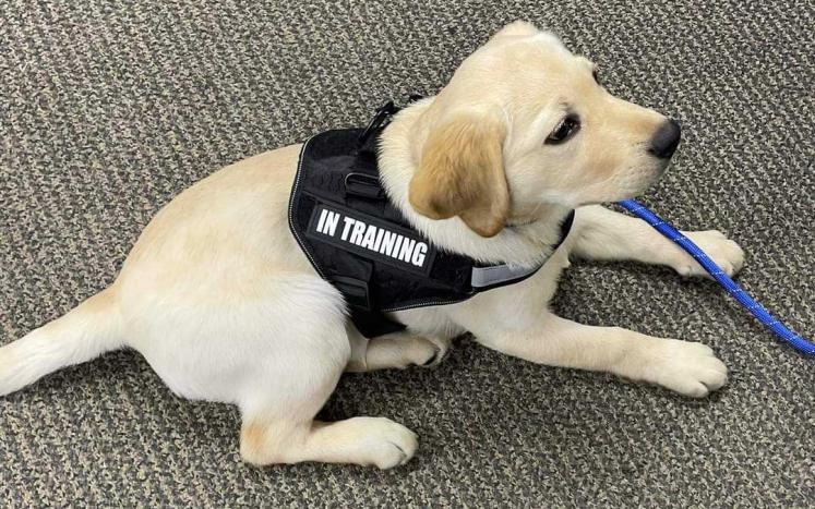 Lexi Wareham Police Comfort Dog 